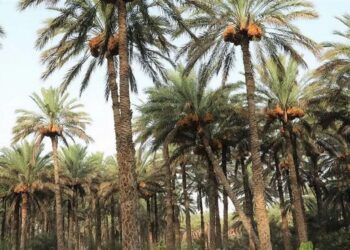 کنترل آفات نخلستان‌ها در بوشهر: کمک‌های بلاعوض و وام به نخل‌داران تنگستان