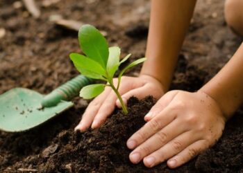 آریاساسول در مسیر توسعه فضای سبز